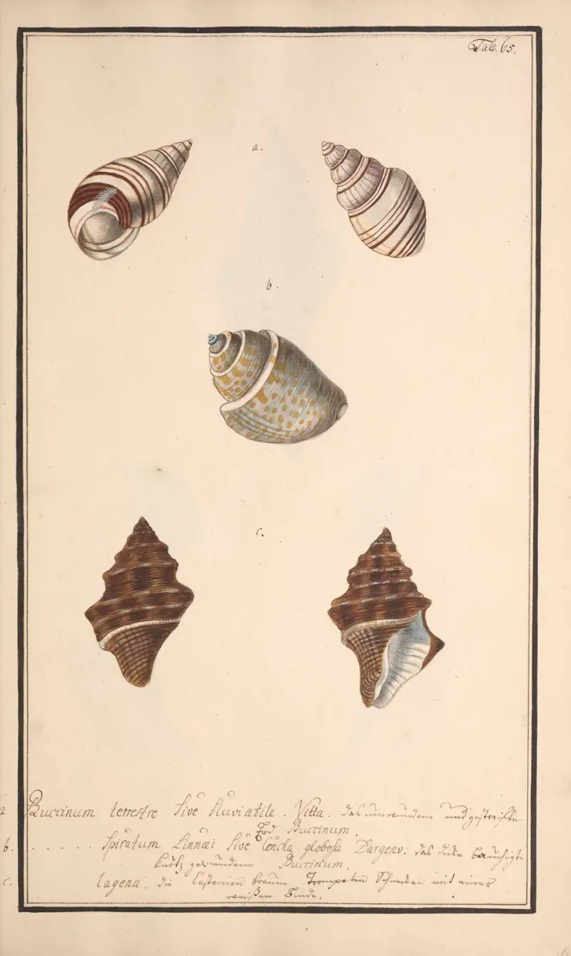 Conchylia picta ad naturam a pictore academico Pl.065 av Andreas Friedrich Happe