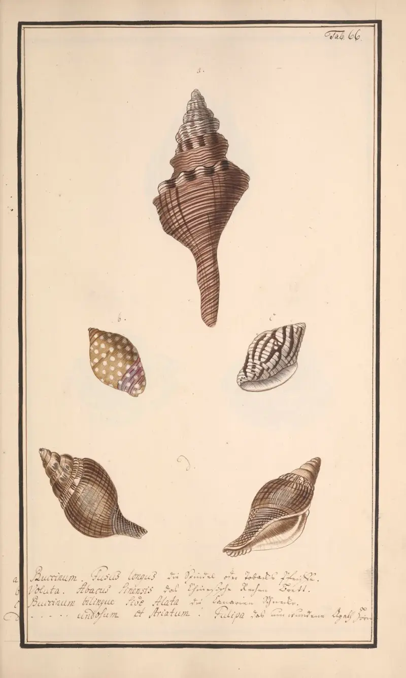 Conchylia picta ad naturam a pictore academico Pl.066 av Andreas Friedrich Happe