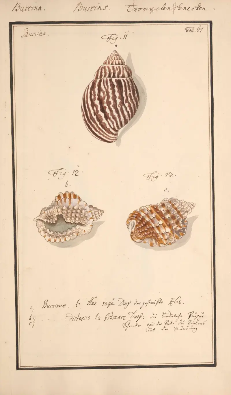 Conchylia picta ad naturam a pictore academico Pl.067, Andreas Friedrich Happe