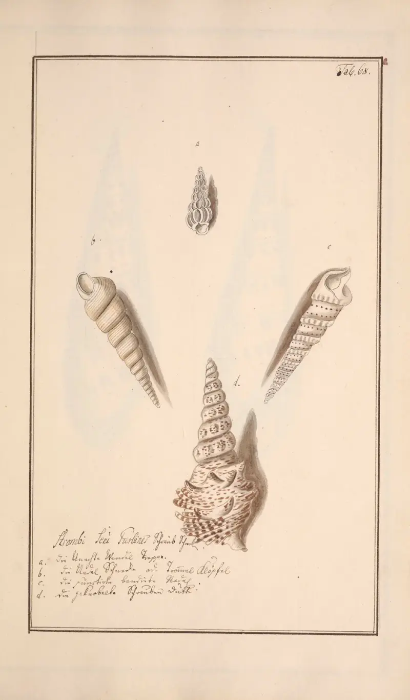 Conchylia picta ad naturam a pictore academico Pl.068 av Andreas Friedrich Happe