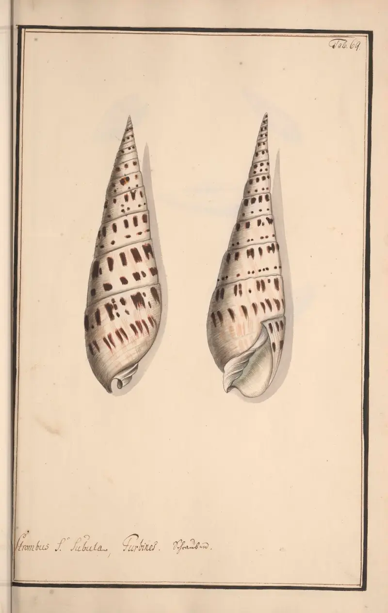 Conchylia picta ad naturam a pictore academico Pl.069 av Andreas Friedrich Happe