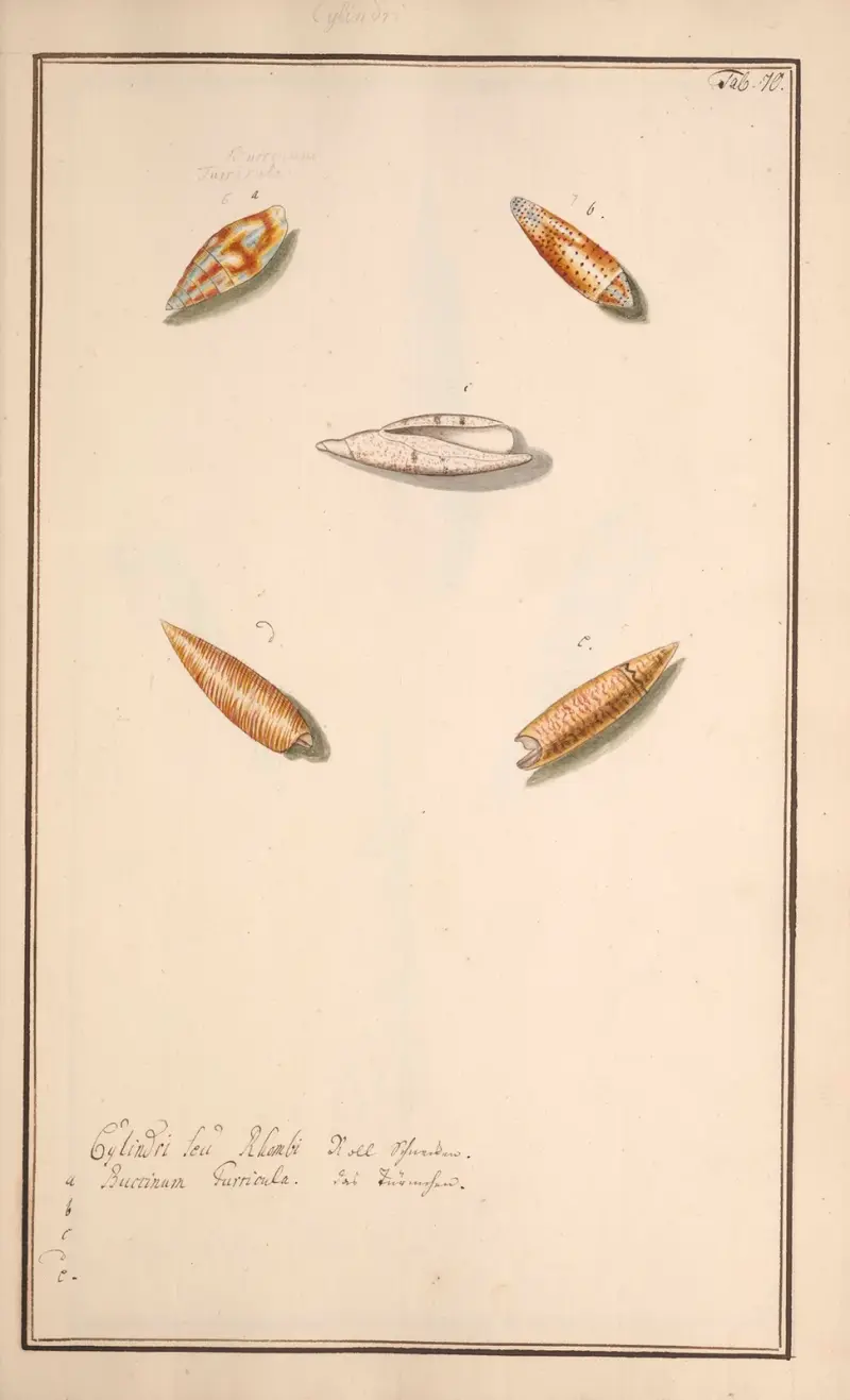 Conchylia picta ad naturam a pictore academico Pl.070 av Andreas Friedrich Happe