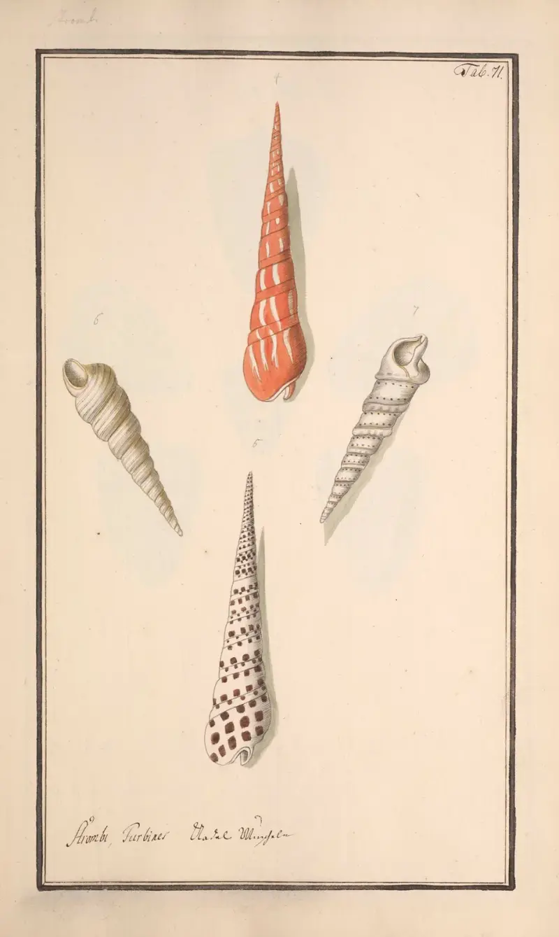 Conchylia picta ad naturam a pictore academico Pl.071 av Andreas Friedrich Happe