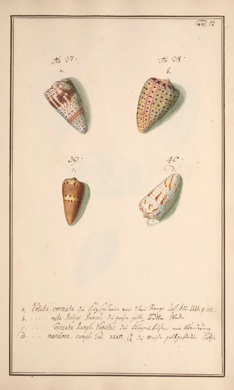 Conchylia picta ad naturam a pictore academico Pl.073 av Andreas Friedrich Happe