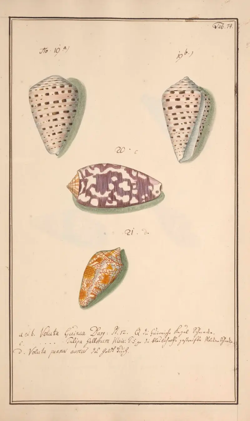 Conchylia picta ad naturam a pictore academico Pl.074 av Andreas Friedrich Happe