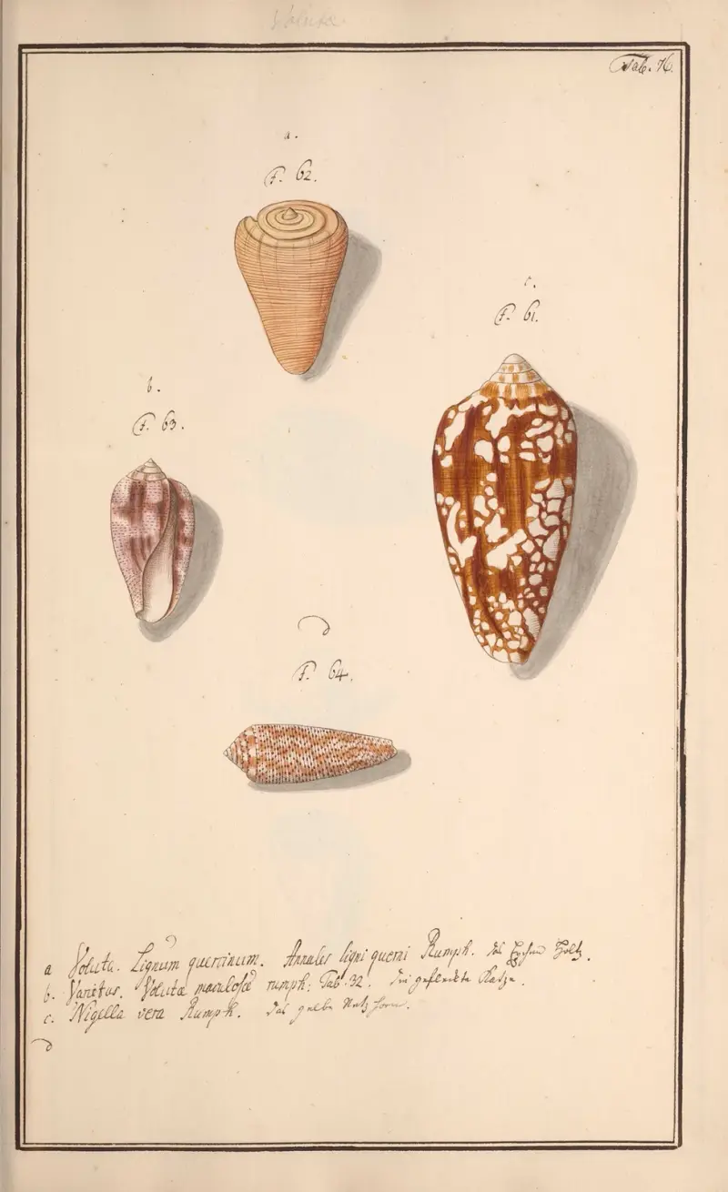 Målade snäckor efter naturen, plansch 76 av Andreas Friedrich Happe