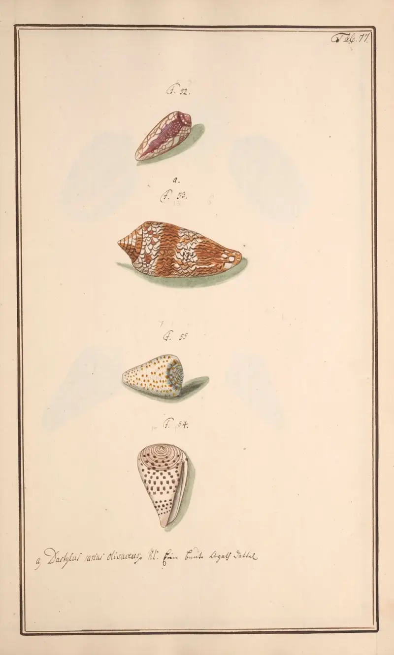 Målade snäckor efter naturen, plansch 77 av Andreas Friedrich Happe