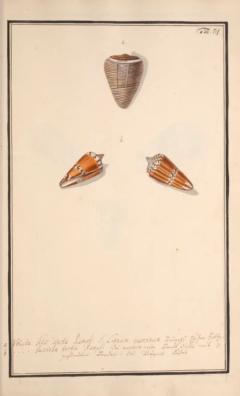Målade snäckor efter naturen, plansch 79 av Andreas Friedrich Happe