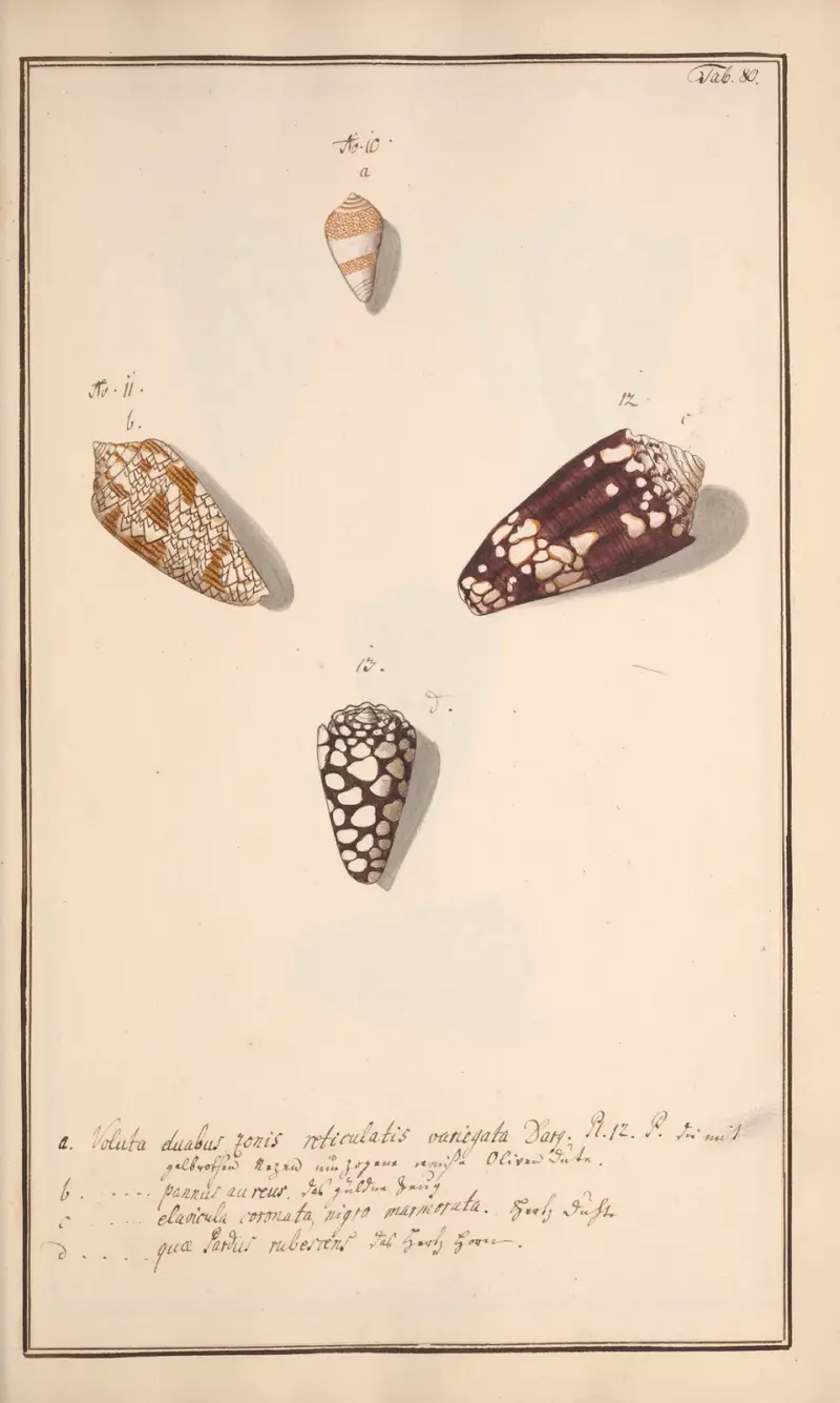 Conchylia picta ad naturam a pictore academico Pl.080 av Andreas Friedrich Happe