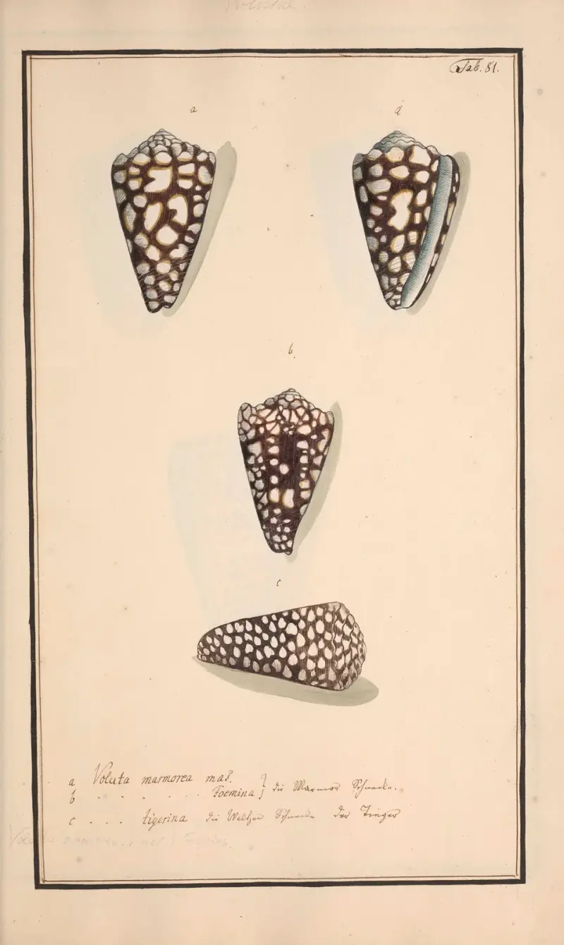 Conchylia picta ad naturam a pictore academico Pl. 81 von Andreas Friedrich Happe