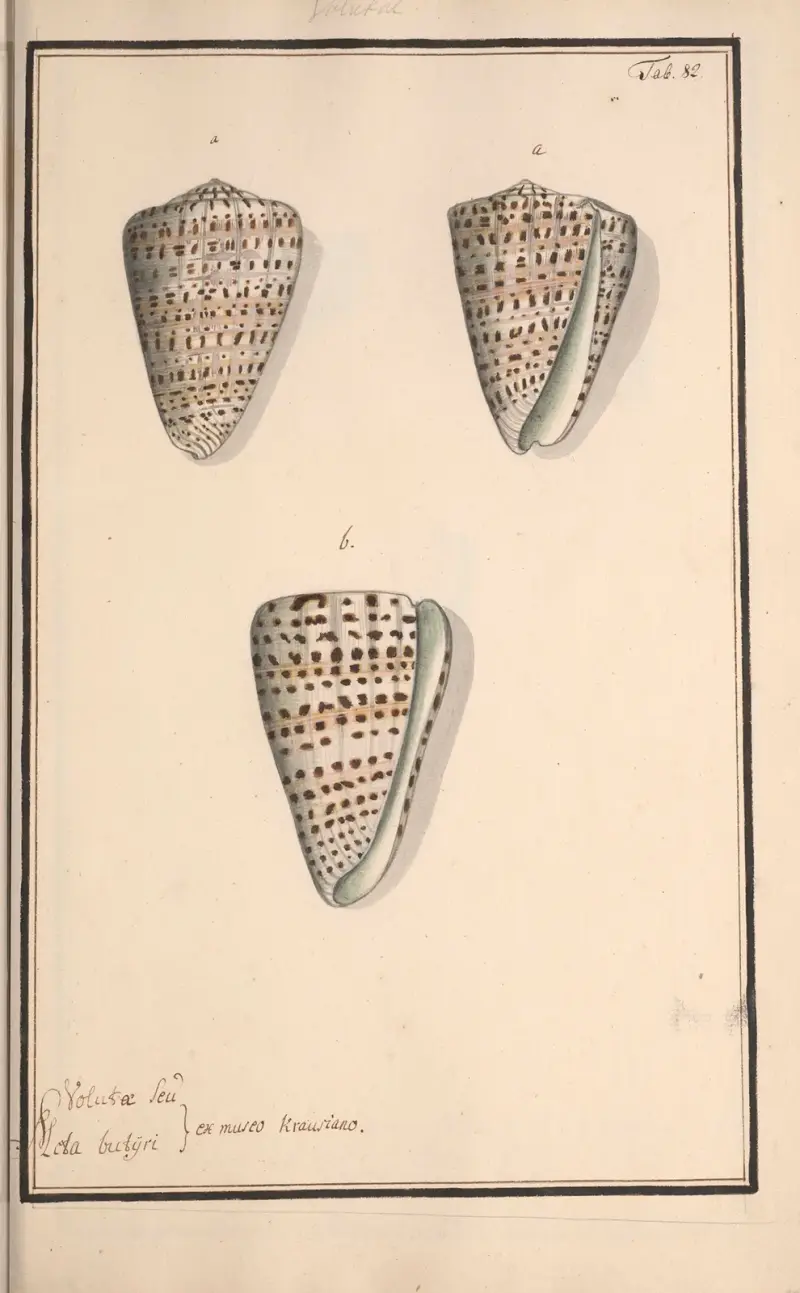 Conchylia picta ad naturam a pictore academico Pl.082 av Andreas Friedrich Happe