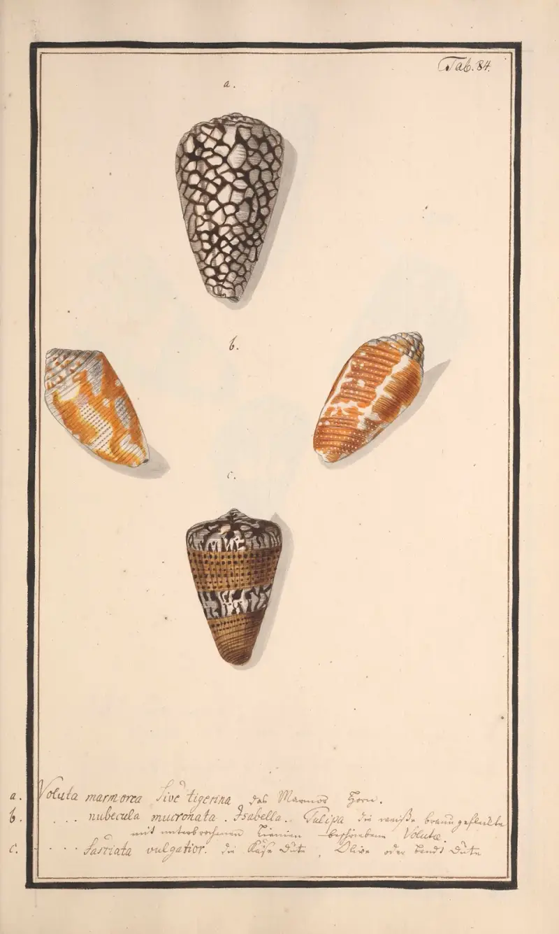 Conchylia picta ad naturam a pictore academico Pl.084 av Andreas Friedrich Happe