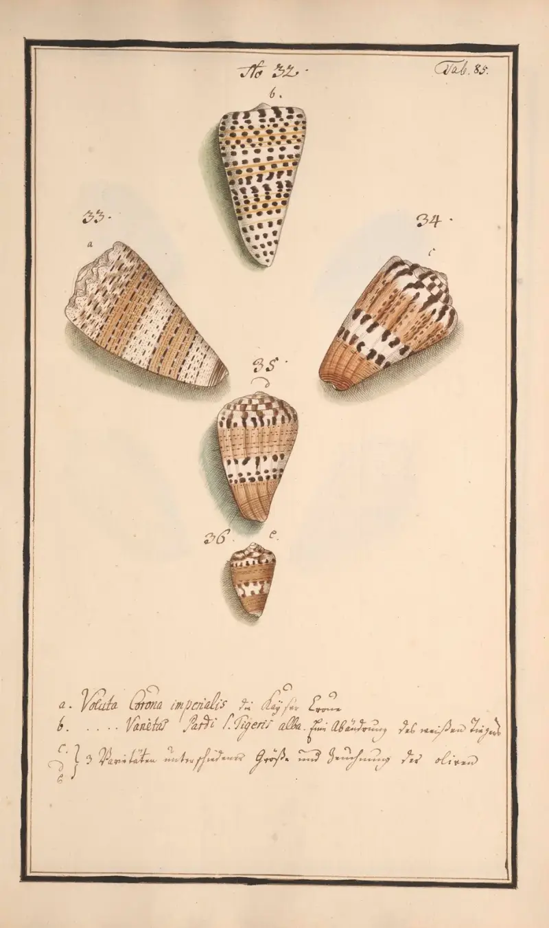 Conchylia picta ad naturam a pictore academico Pl.085 av Andreas Friedrich Happe