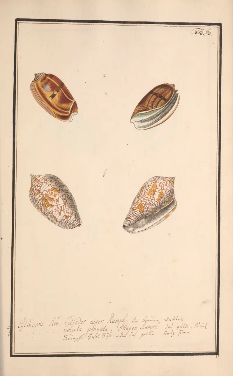 Conchylia picta ad naturam a pictore academico Pl.086 von Andreas Friedrich Happe