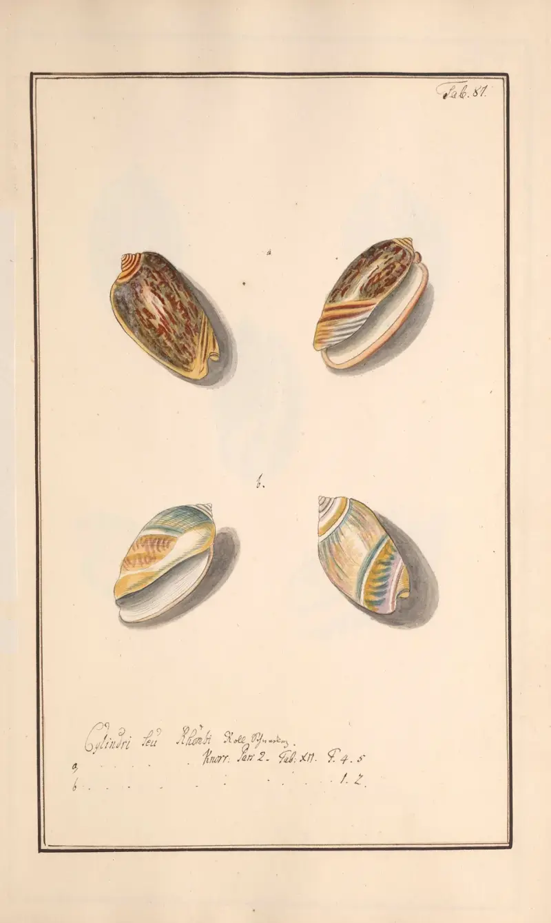 Conchylia picta ad naturam a pictore academico Pl.087 av Andreas Friedrich Happe