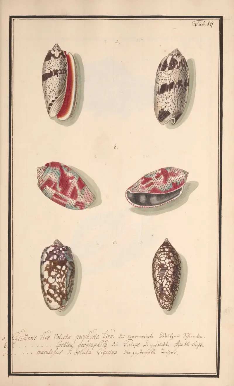 Conchylia picta ad naturam a pictore academico Pl.089 av Andreas Friedrich Happe