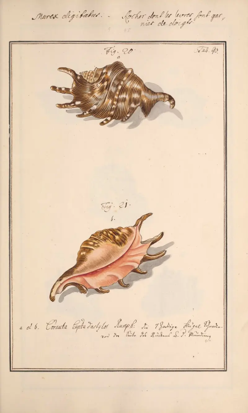 Conchylia picta ad naturam a pictore academico Pl.090 av Andreas Friedrich Happe