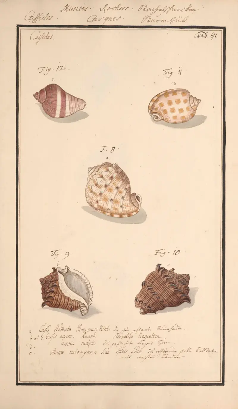 Conchylia picta ad naturam a pictore academico Pl.091 av Andreas Friedrich Happe
