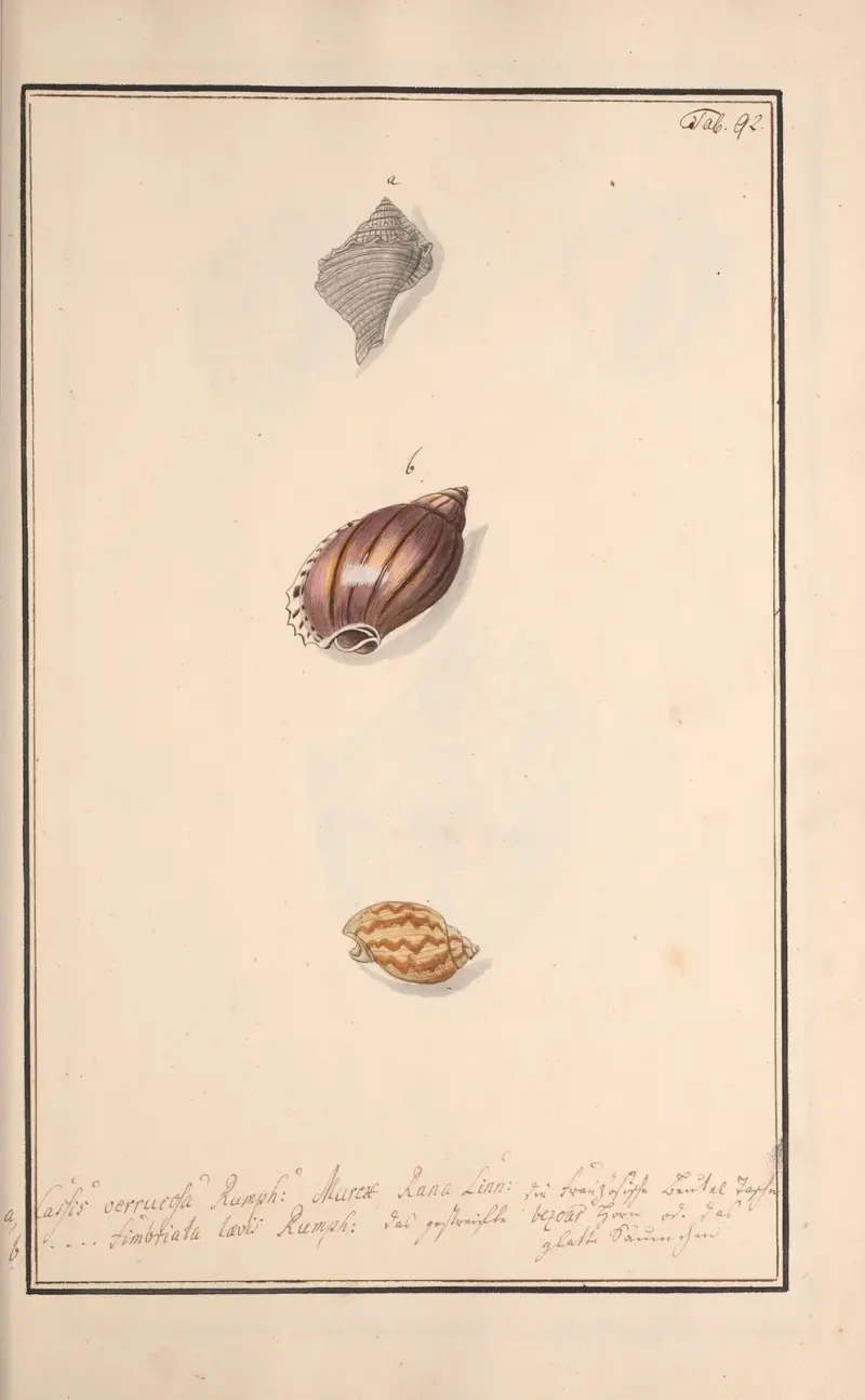Conchylia picta ad naturam a pictore academico Pl.092, Andreas Friedrich Happe