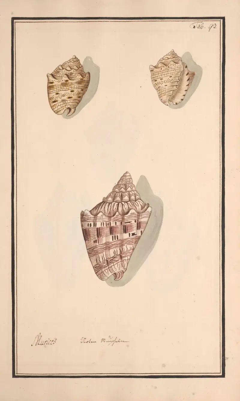 Malowane muszle według natury Pl.093, Andreas Friedrich Happe