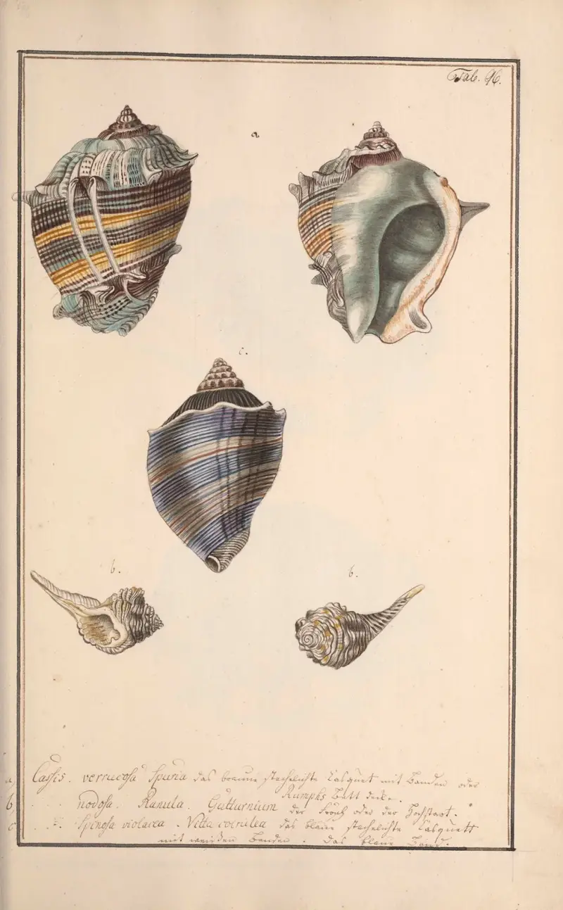 Conchylia picta ad naturam a pictore academico Pl.096 av Andreas Friedrich Happe