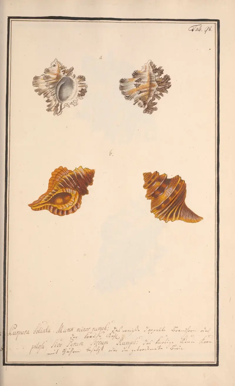 Conchylia picta ad naturam a pictore academico Pl.098 av Andreas Friedrich Happe
