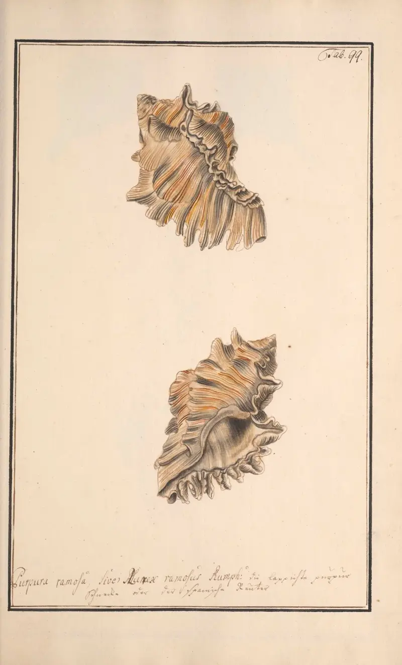 Conchylia picta ad naturam a pictore academico, Tafel 099 von Andreas Friedrich Happe