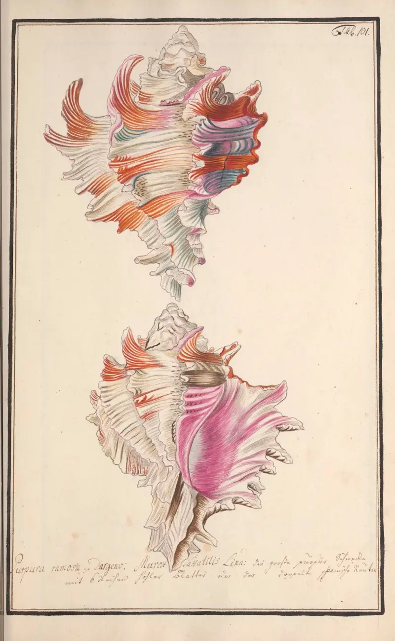 Conchylia picta ad naturam a pictore academico Pl.101 av Andreas Friedrich Happe