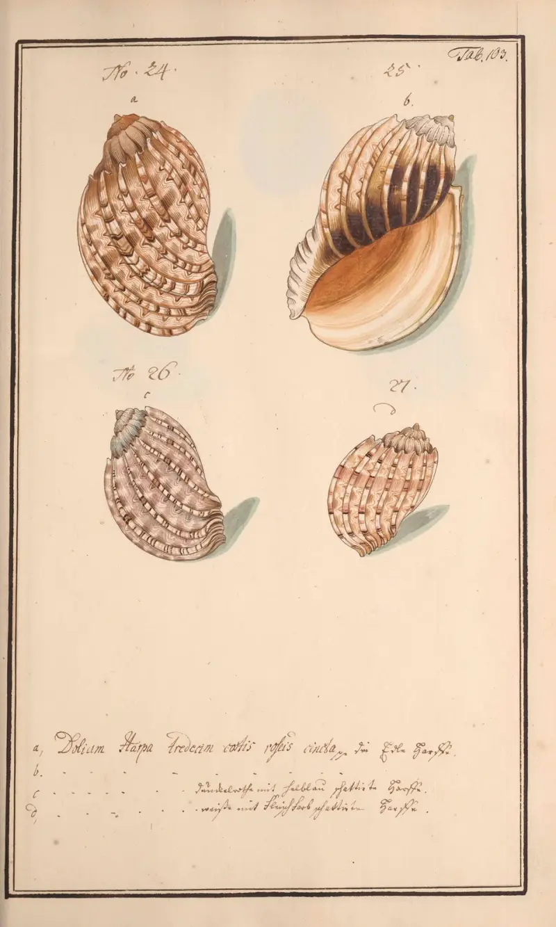 Conchylia picta ad naturam a pictore academico Pl.103 av Andreas Friedrich Happe