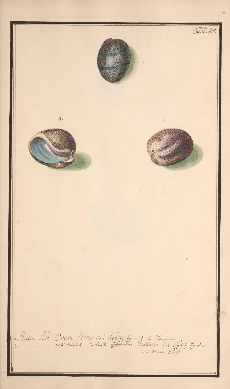 Conchylia picta ad naturam a pictore academico Pl.104 av Andreas Friedrich Happe