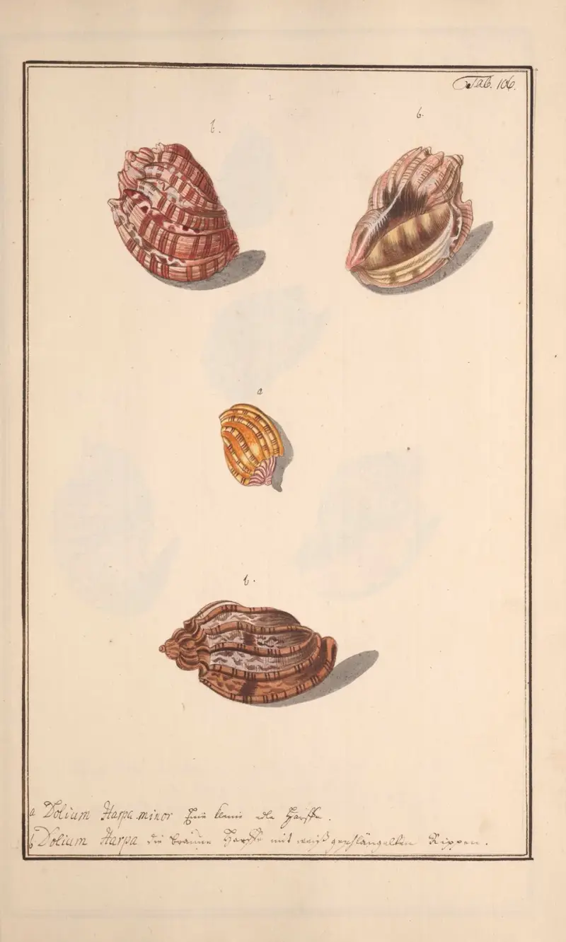 Conchylia picta ad naturam a pictore academico Pl.106, Andreas Friedrich Happe