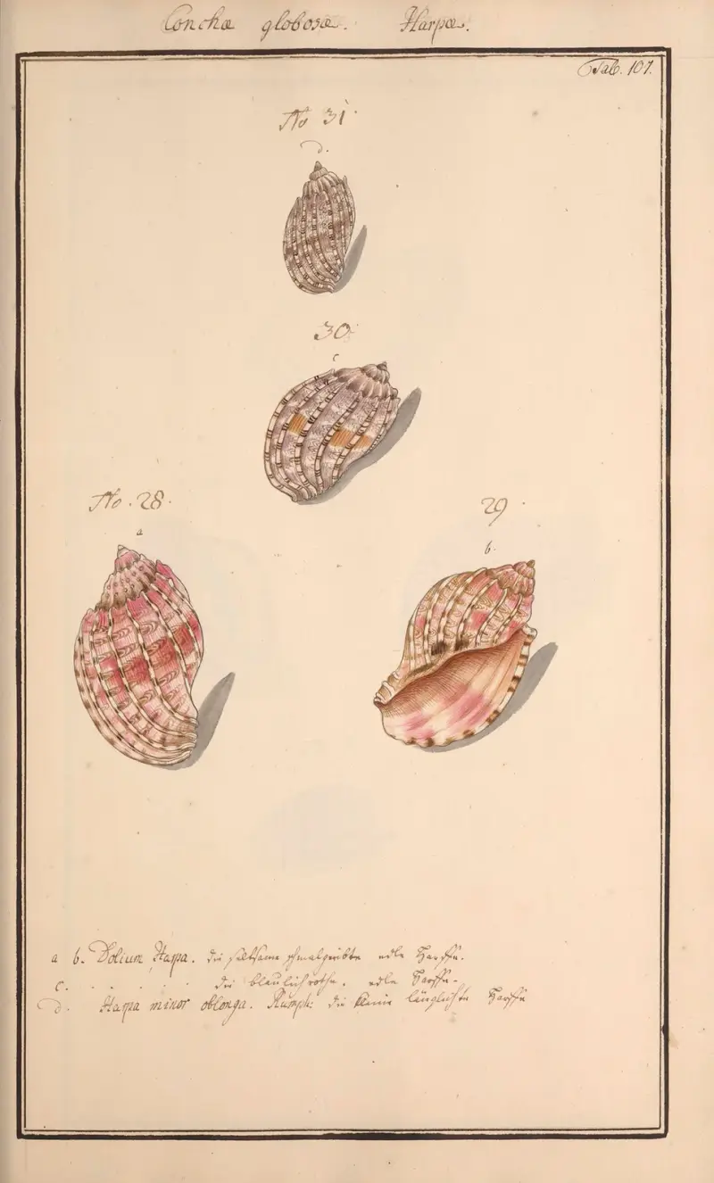 Conchylia picta ad naturam a pictore academico Pl.107 av Andreas Friedrich Happe