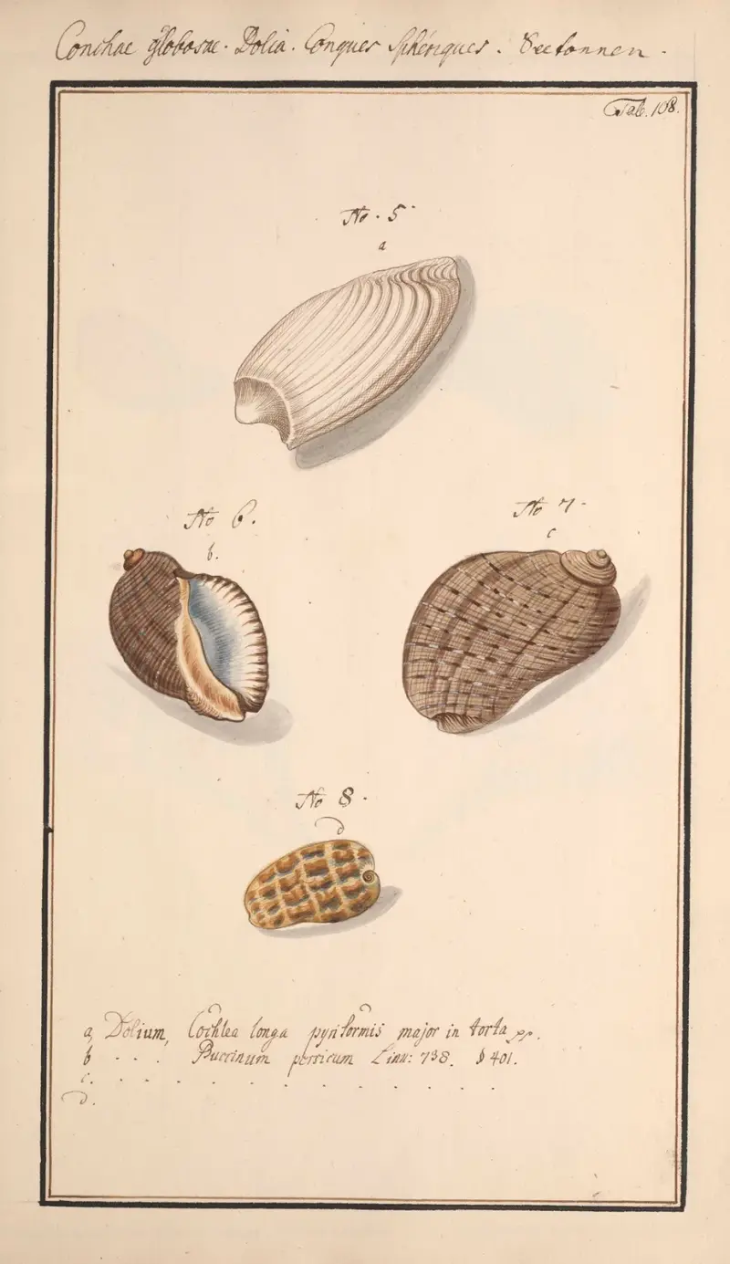 Conchylia picta ad naturam a pictore academico Pl.108 av Andreas Friedrich Happe