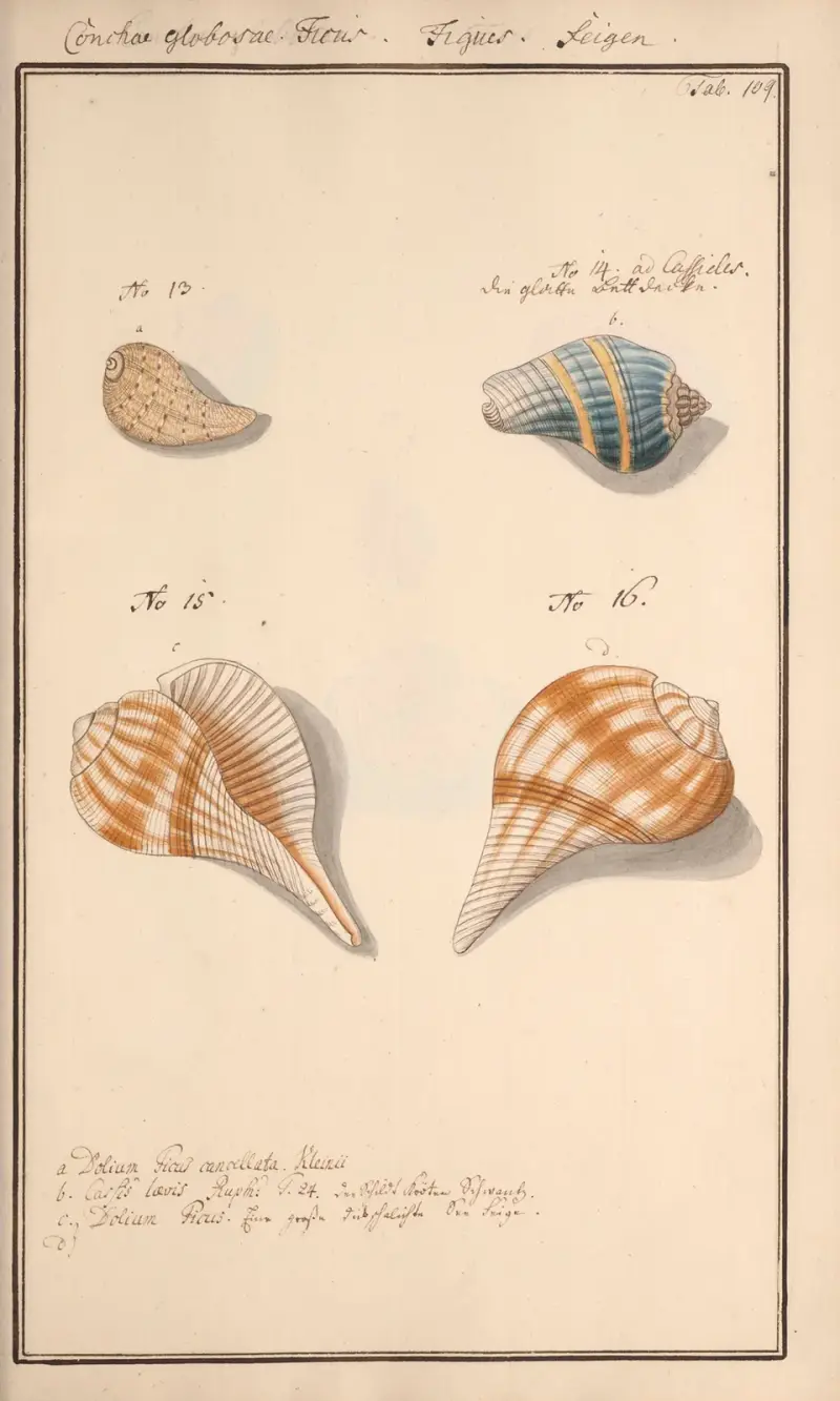 Conchylia picta ad naturam a pictore academico Pl.109 av Andreas Friedrich Happe
