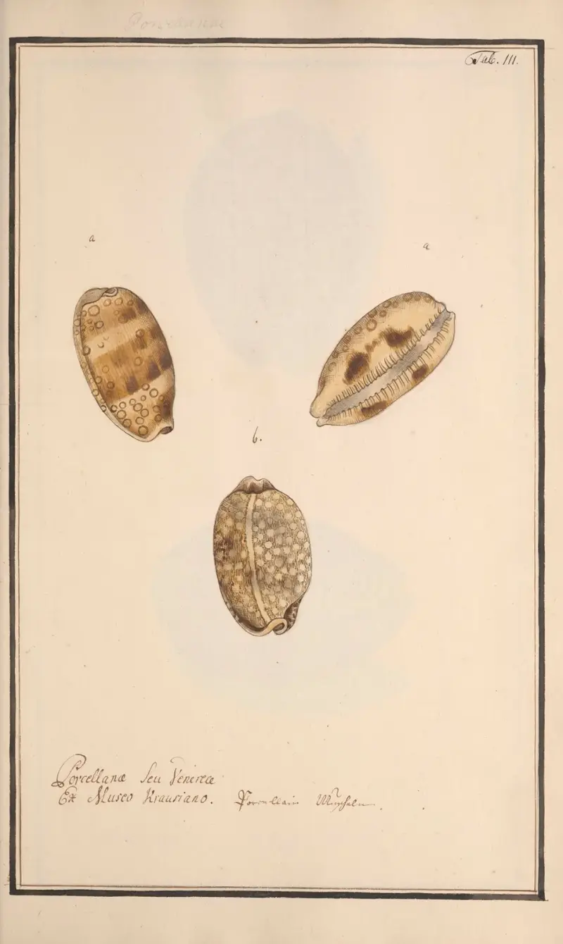 Conchylia picta ad naturam a pictore academico Pl.111 av Andreas Friedrich Happe