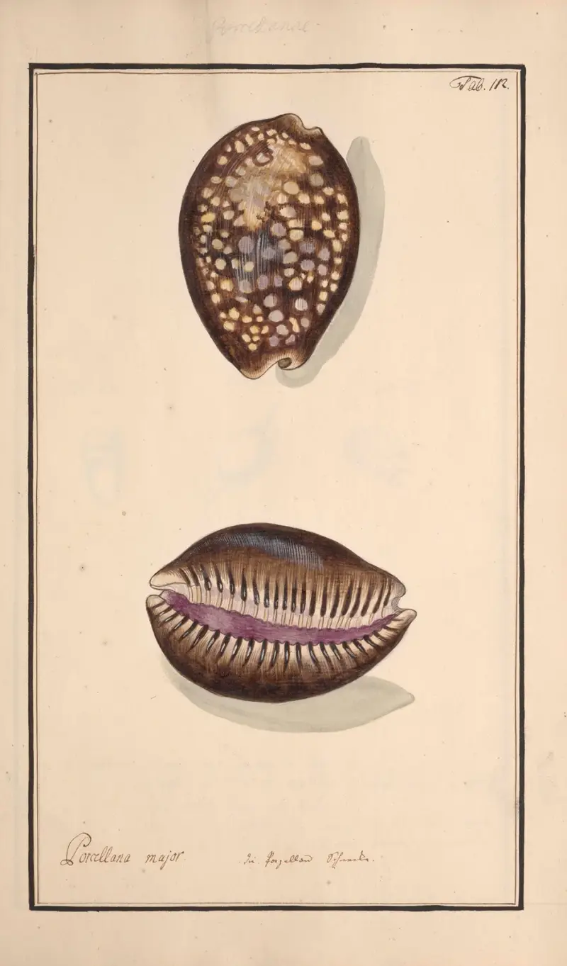 Conchylia picta ad naturam a pictore academico Pl.112 av Andreas Friedrich Happe