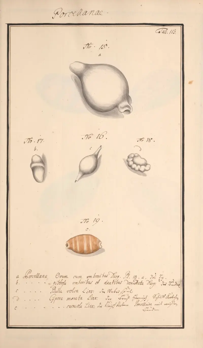 Conchylia picta ad naturam a pictore academico Pl.113 av Andreas Friedrich Happe