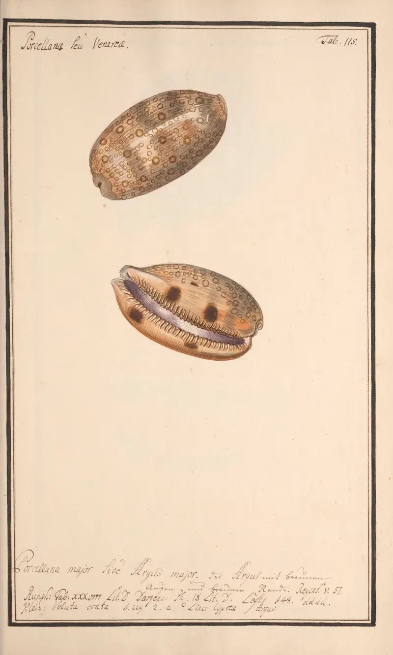 Conchylia picta ad naturam a pictore academico Pl.115 av Andreas Friedrich Happe