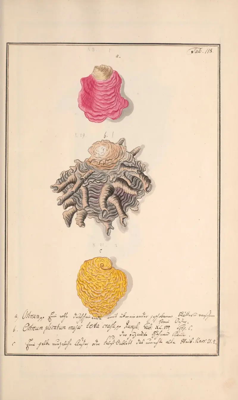 Conchylia picta ad naturam a pictore academico Pl.118 von Andreas Friedrich Happe
