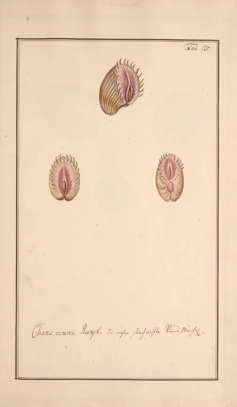 Conchylia picta ad naturam a pictore academico Pl.120 (Snäckor avbildade efter naturen, plansch 120) av Andreas Friedrich Happe