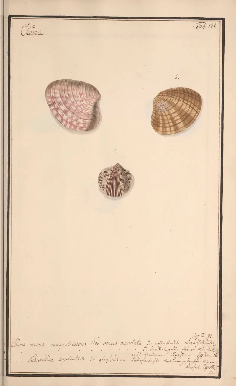 Conchylia picta ad naturam a pictore academico Pl.121 av Andreas Friedrich Happe