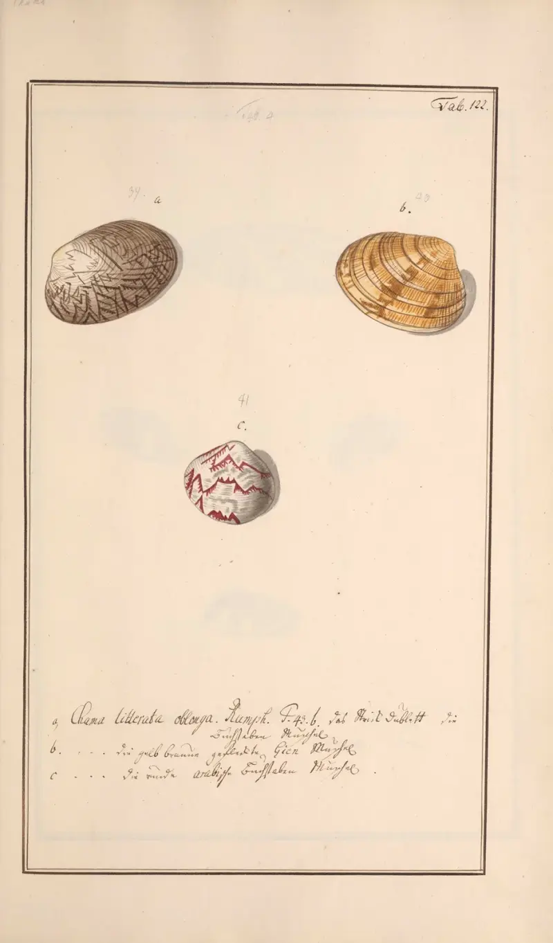 Conchylia picta ad naturam a pictore academico Pl.122 av Andreas Friedrich Happe