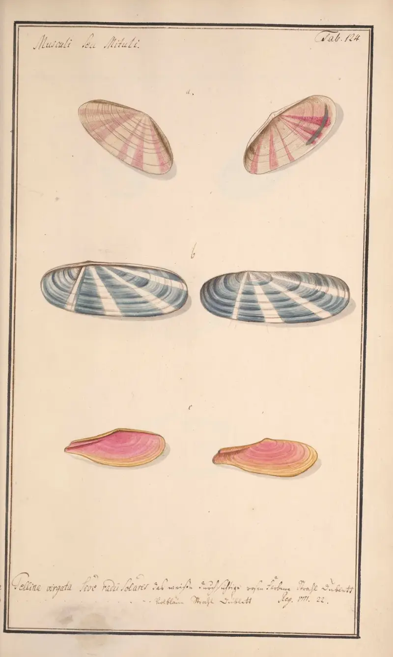 Conchylia picta ad naturam a pictore academico Pl.124 av Andreas Friedrich Happe