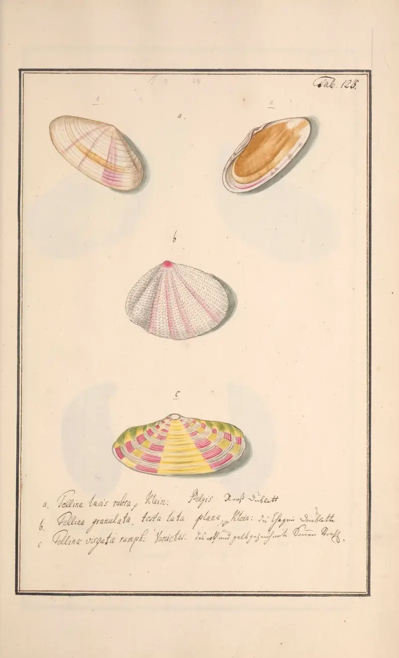 Conchylia picta ad naturam a pictore academico Pl.125, Andreas Friedrich Happe