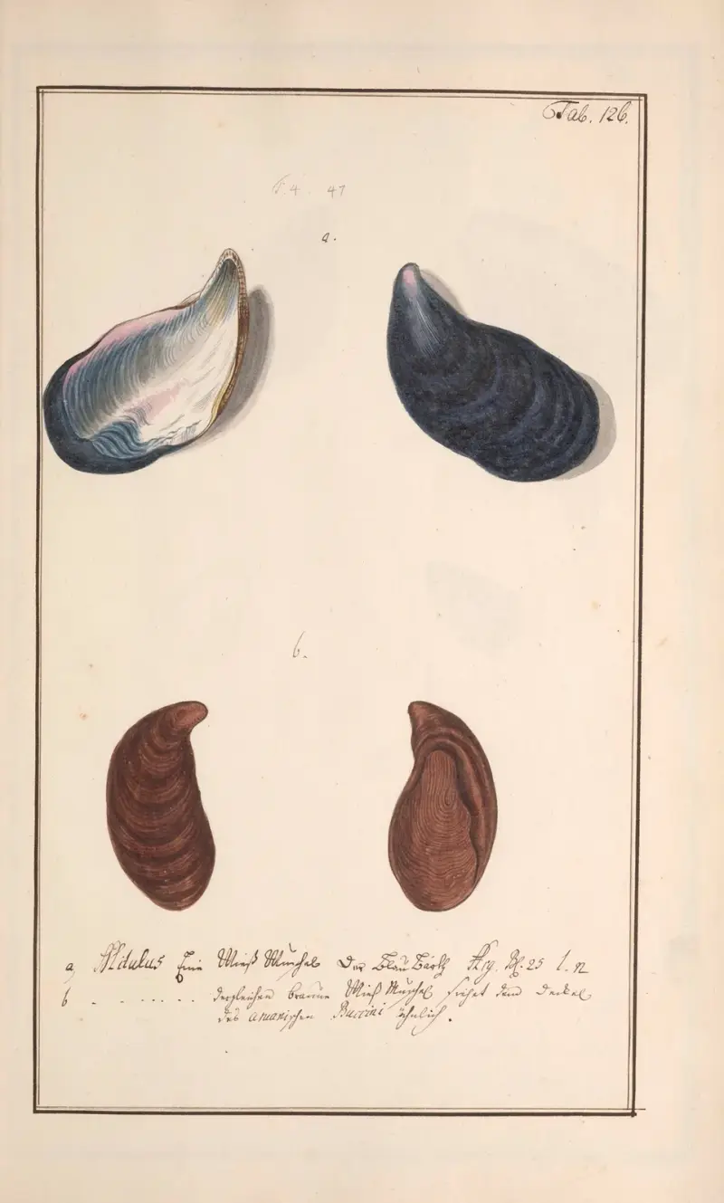 Conchylia picta ad naturam a pictore academico Pl.126 von Andreas Friedrich Happe