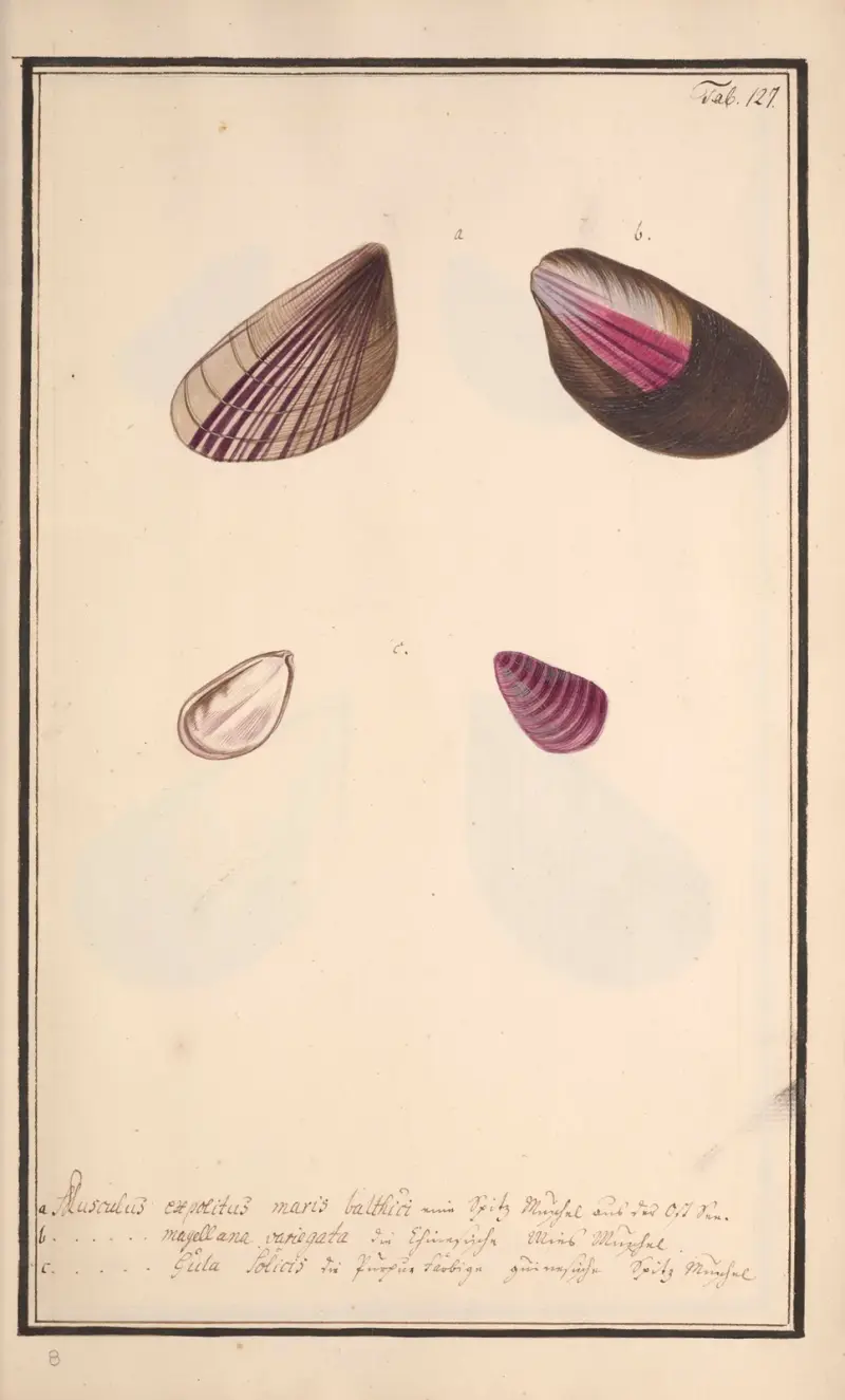 Conchylia picta ad naturam a pictore academico Pl.127 von Andreas Friedrich Happe