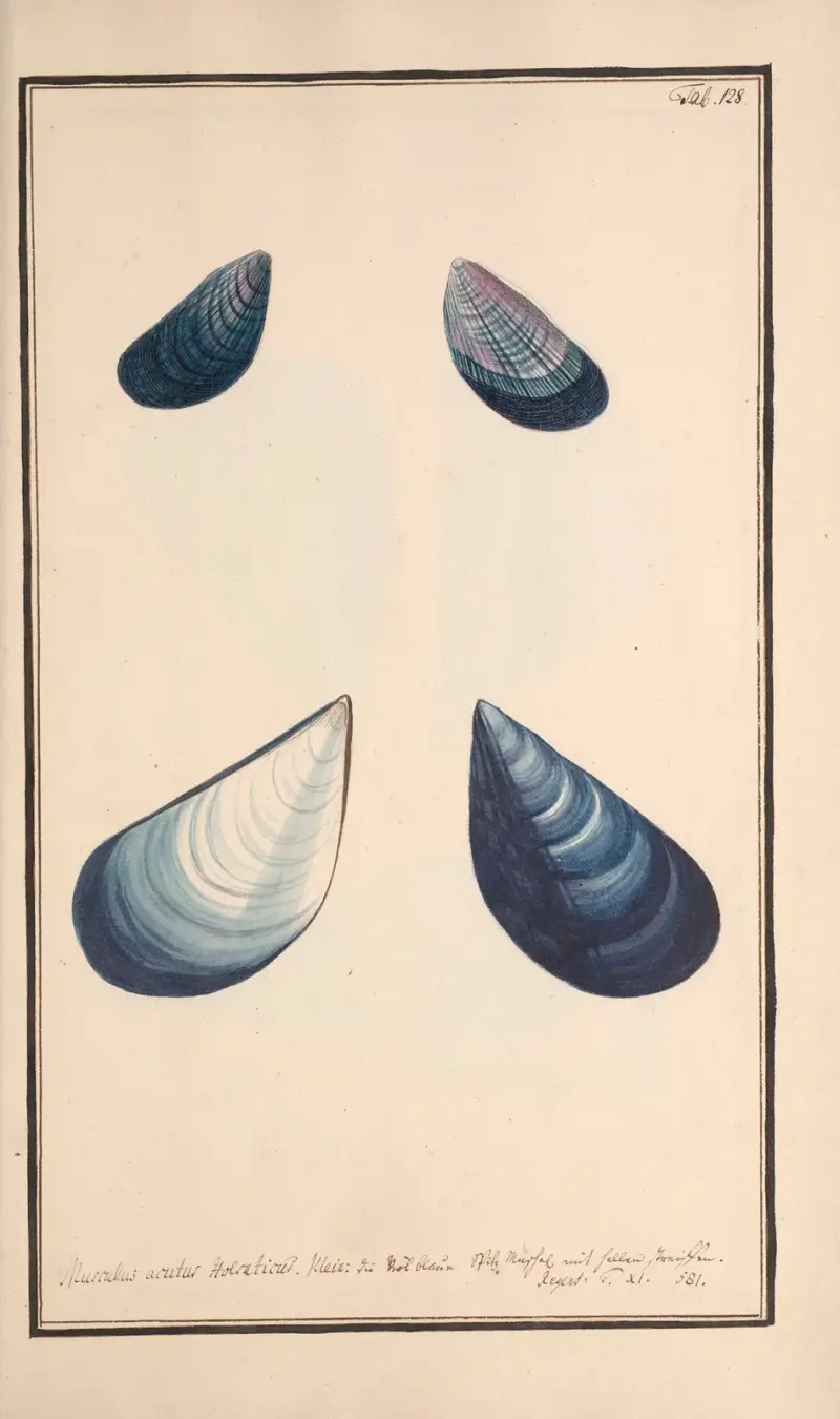 Conchylia picta ad naturam a pictore academico Pl.128 von Andreas Friedrich Happe