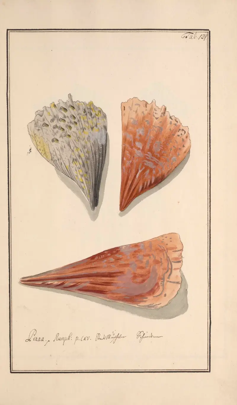 Conchylia picta ad naturam a pictore academico Pl.129 av Andreas Friedrich Happe