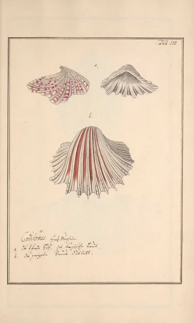 Conchylia picta ad naturam a pictore academico Pl. 130, Andreas Friedrich Happe