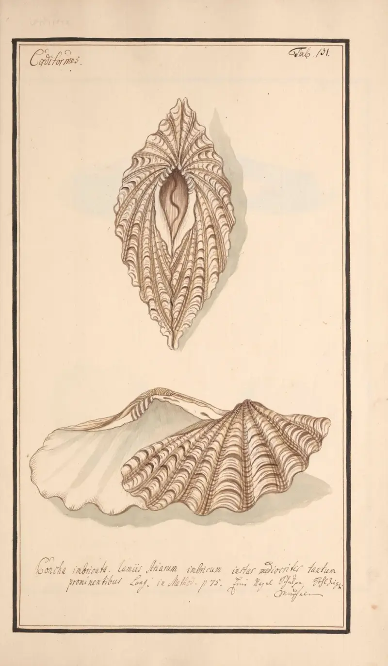 Conchylia picta ad naturam a pictore academico Pl.131 av Andreas Friedrich Happe
